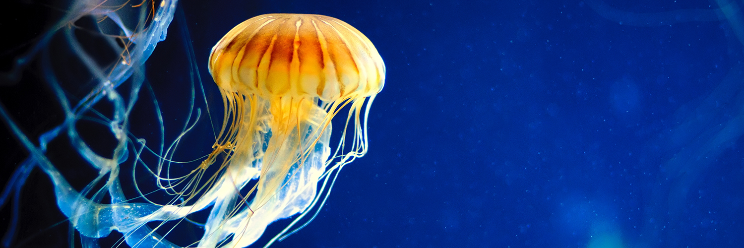 A jellyfish swimming