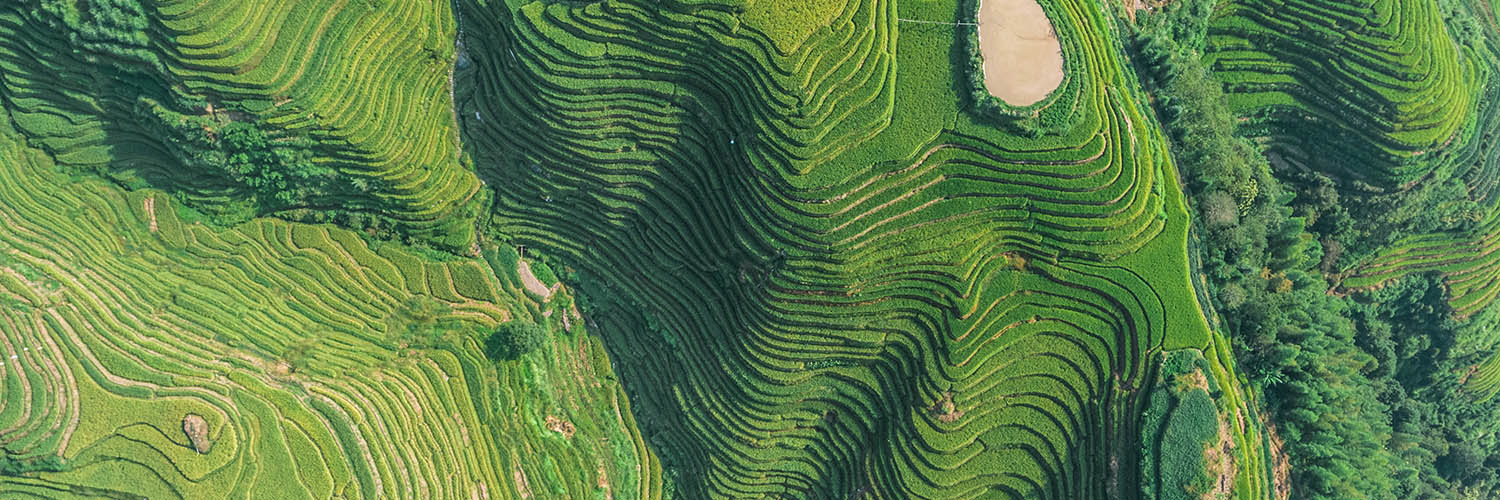 green rice paddies aerial view
