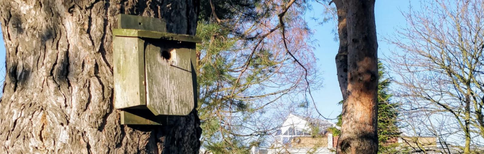Bird box on tree