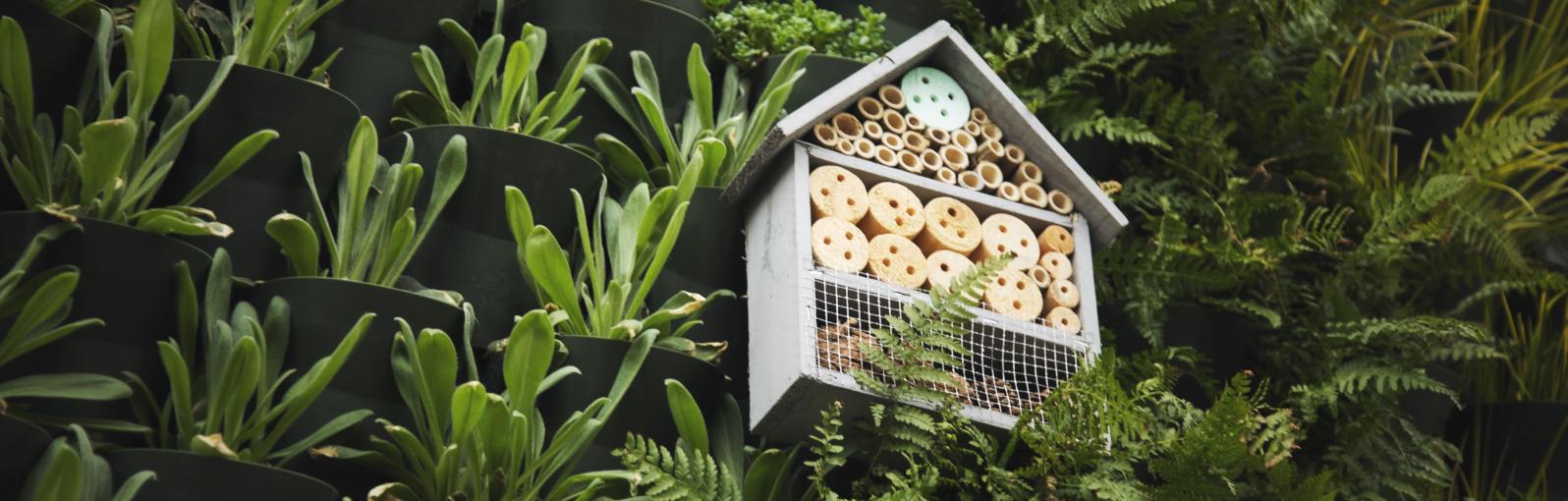 Green living wall with bug box made of wood